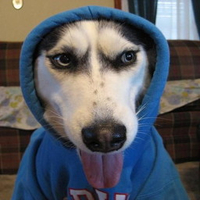 Dogwifhoodie logo