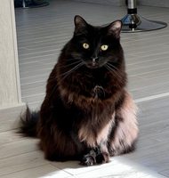 Mittens